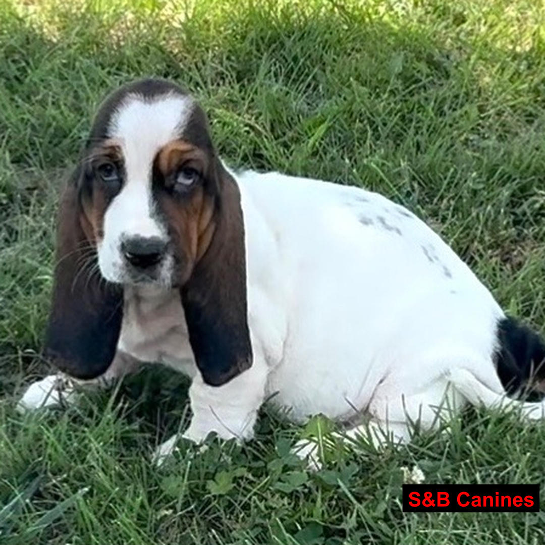 Puppy Image