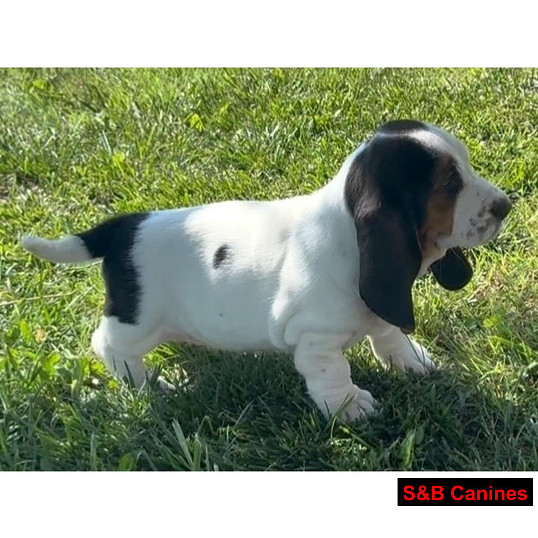 Puppy for Sale
