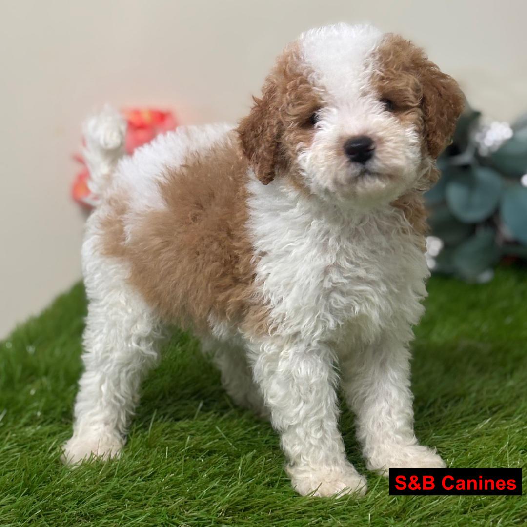 Puppy Image