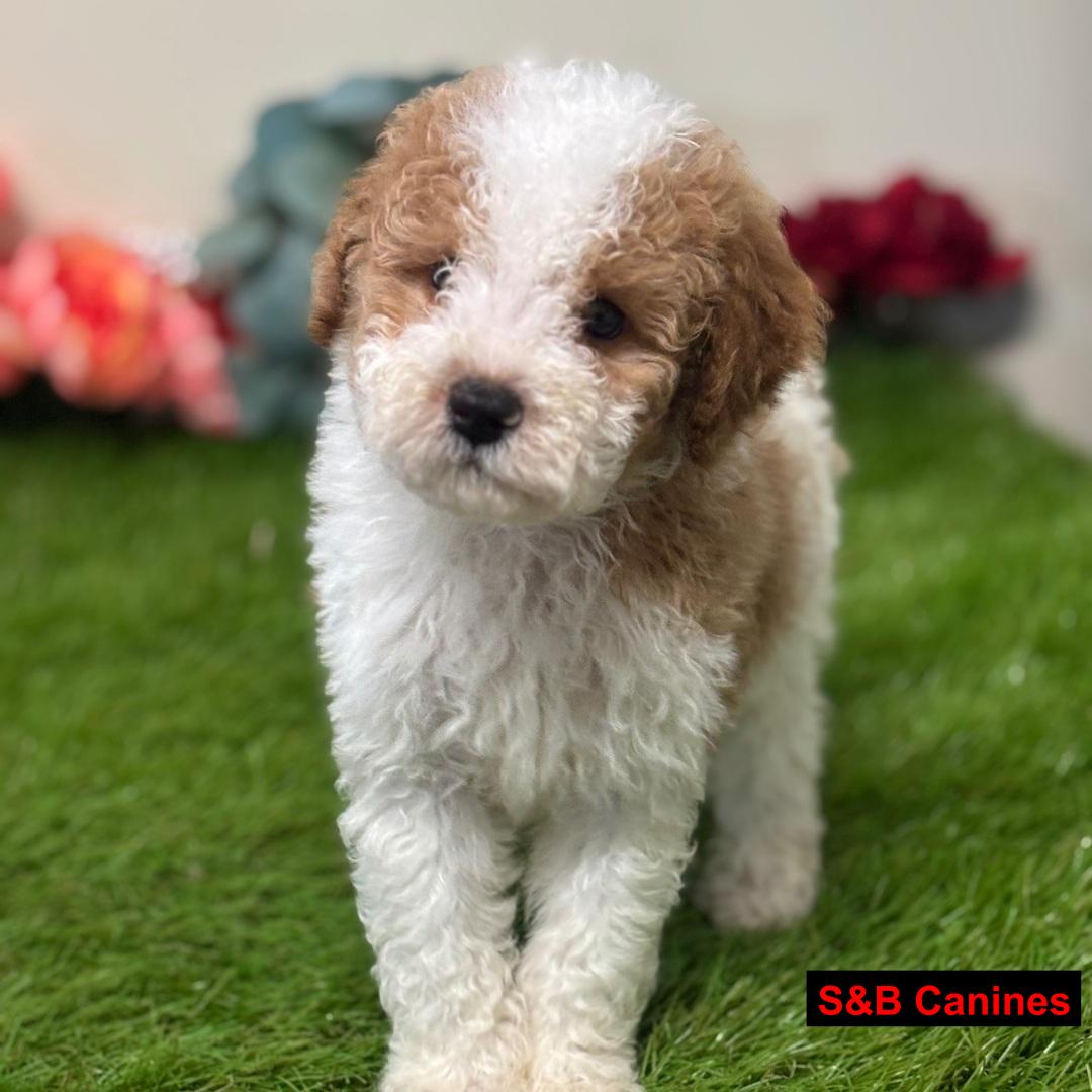 Puppy Image