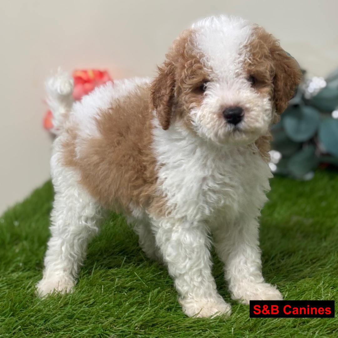 Puppy for Sale
