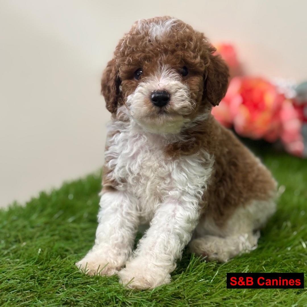 Puppy Image