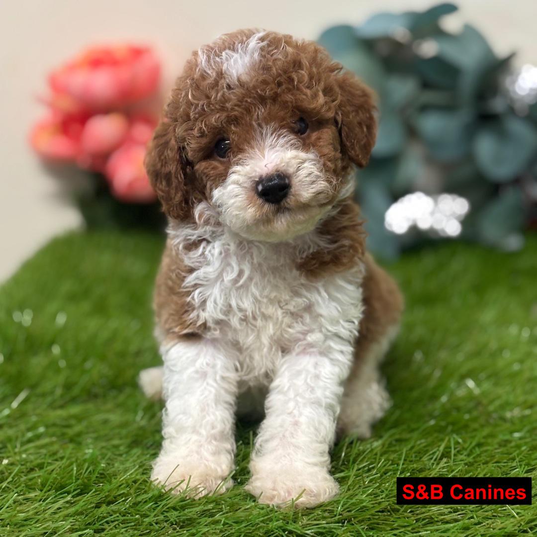 Puppy Image