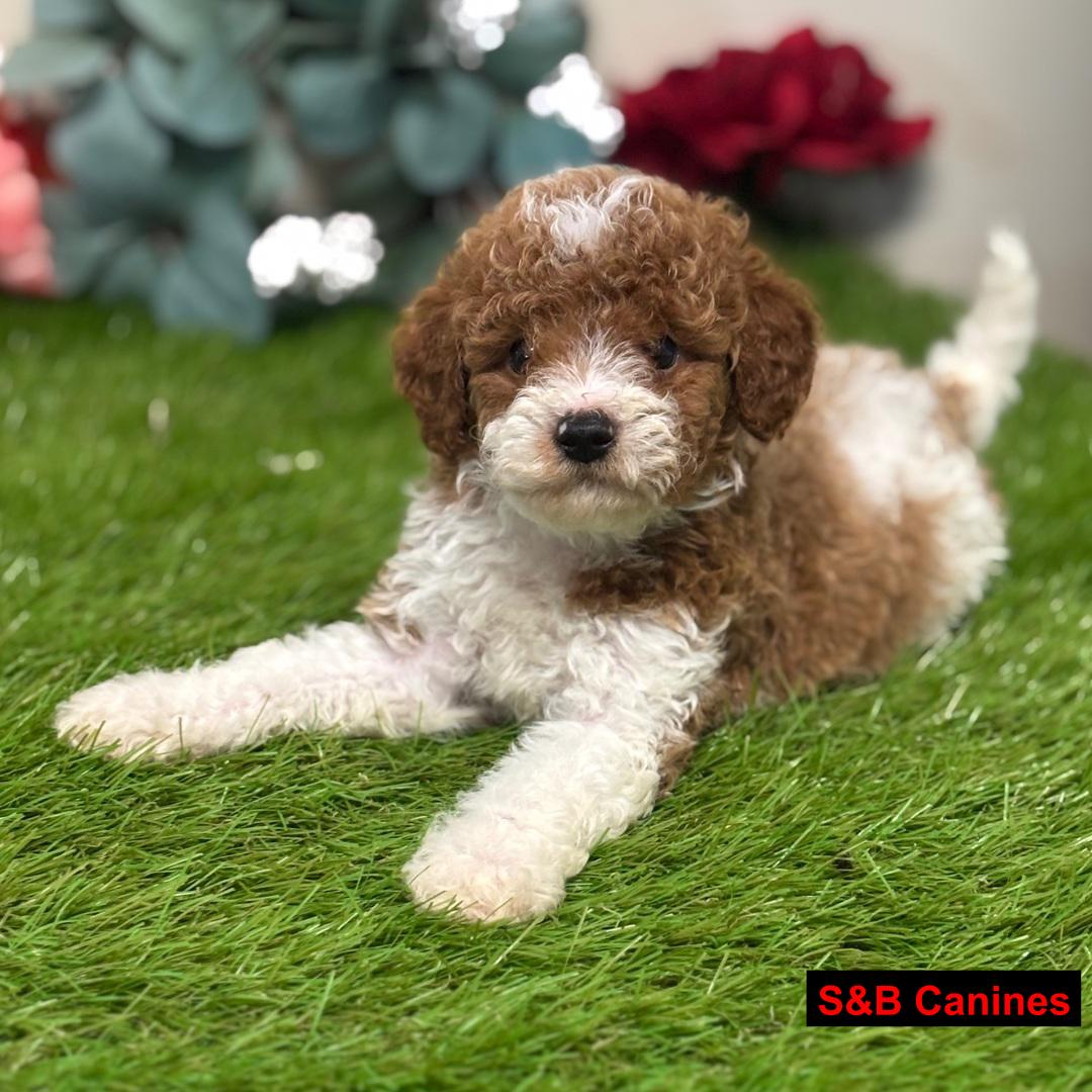 Puppy Image