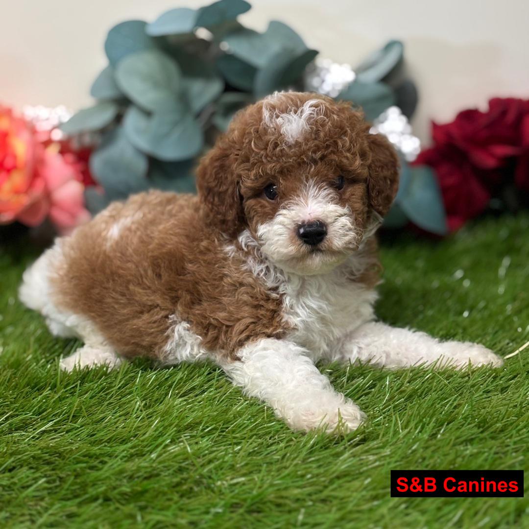 Puppy for Sale