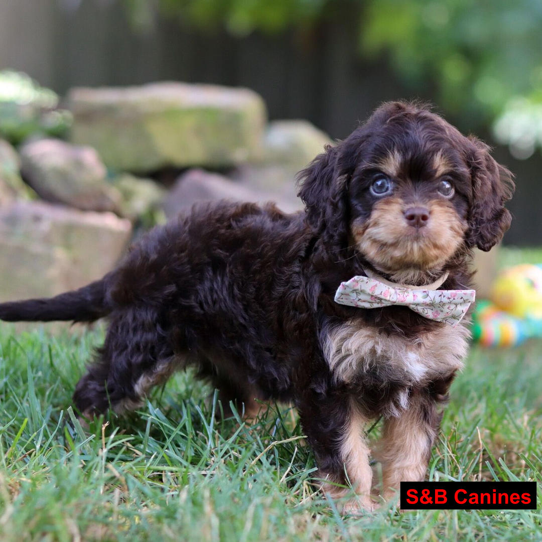 Puppy Image