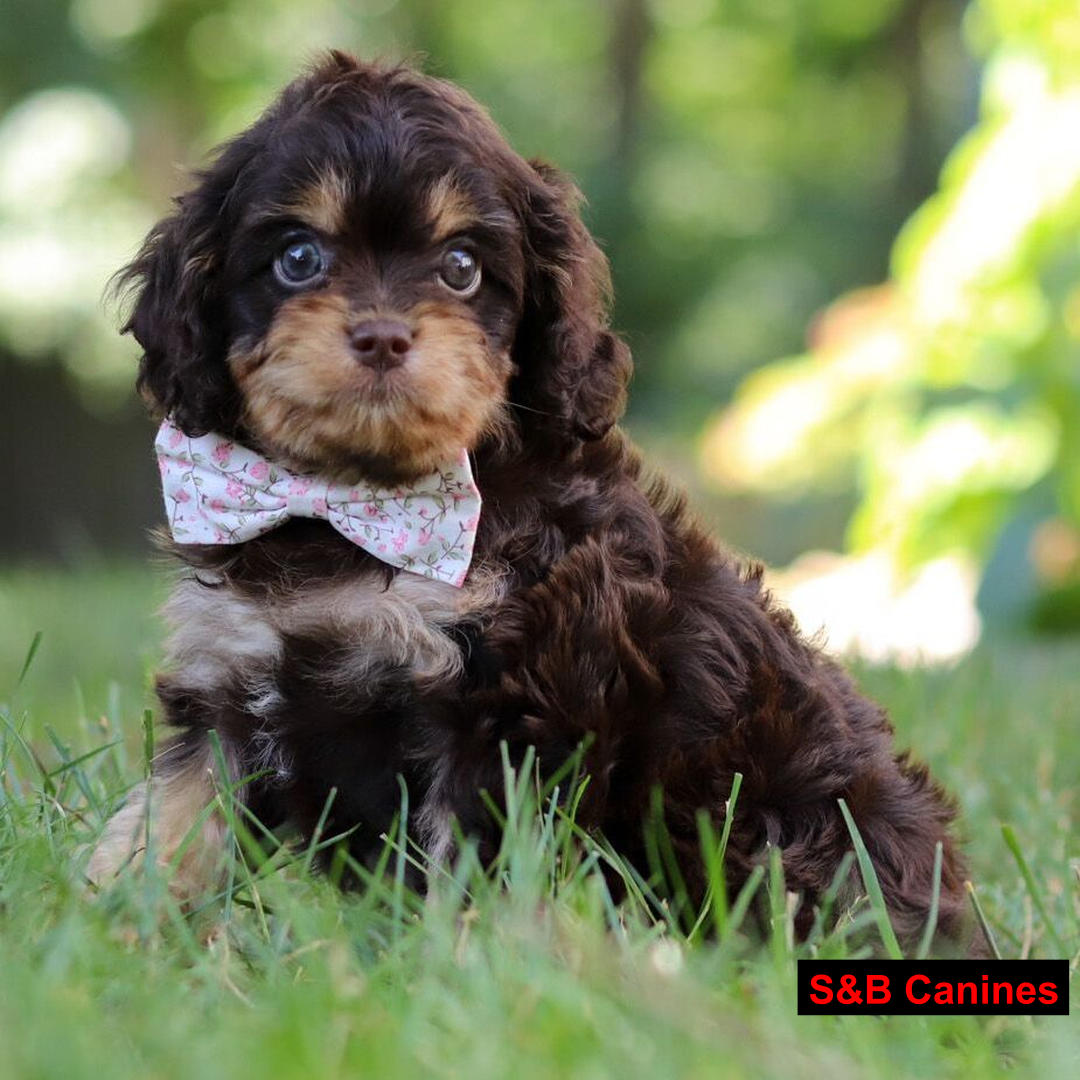 Puppy Image