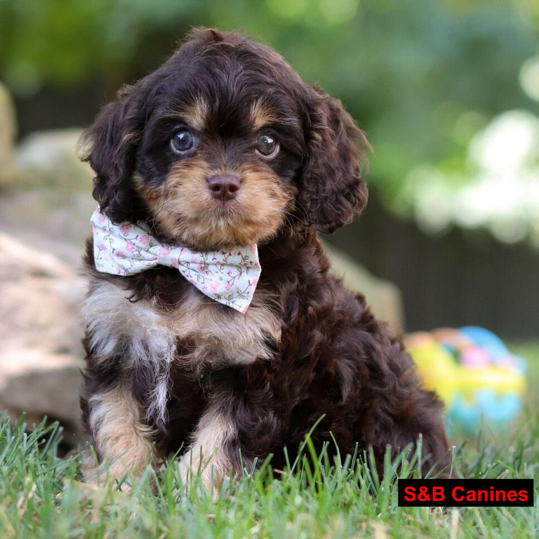 Puppy for Sale