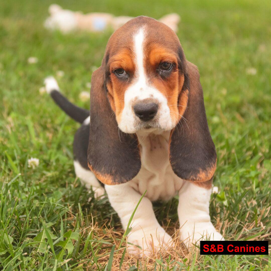 Puppy Image