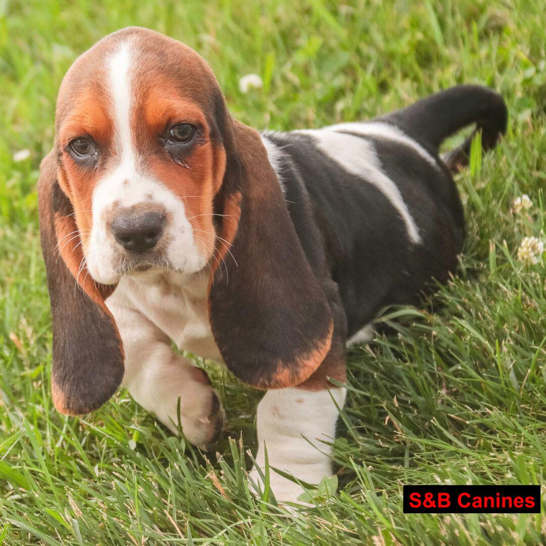 Puppy Image