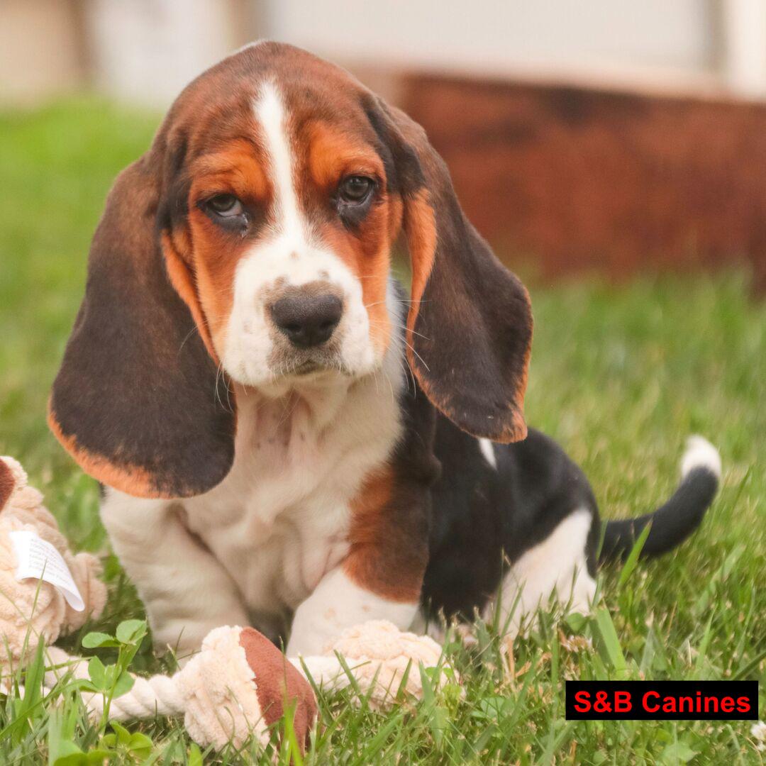 Puppy Image