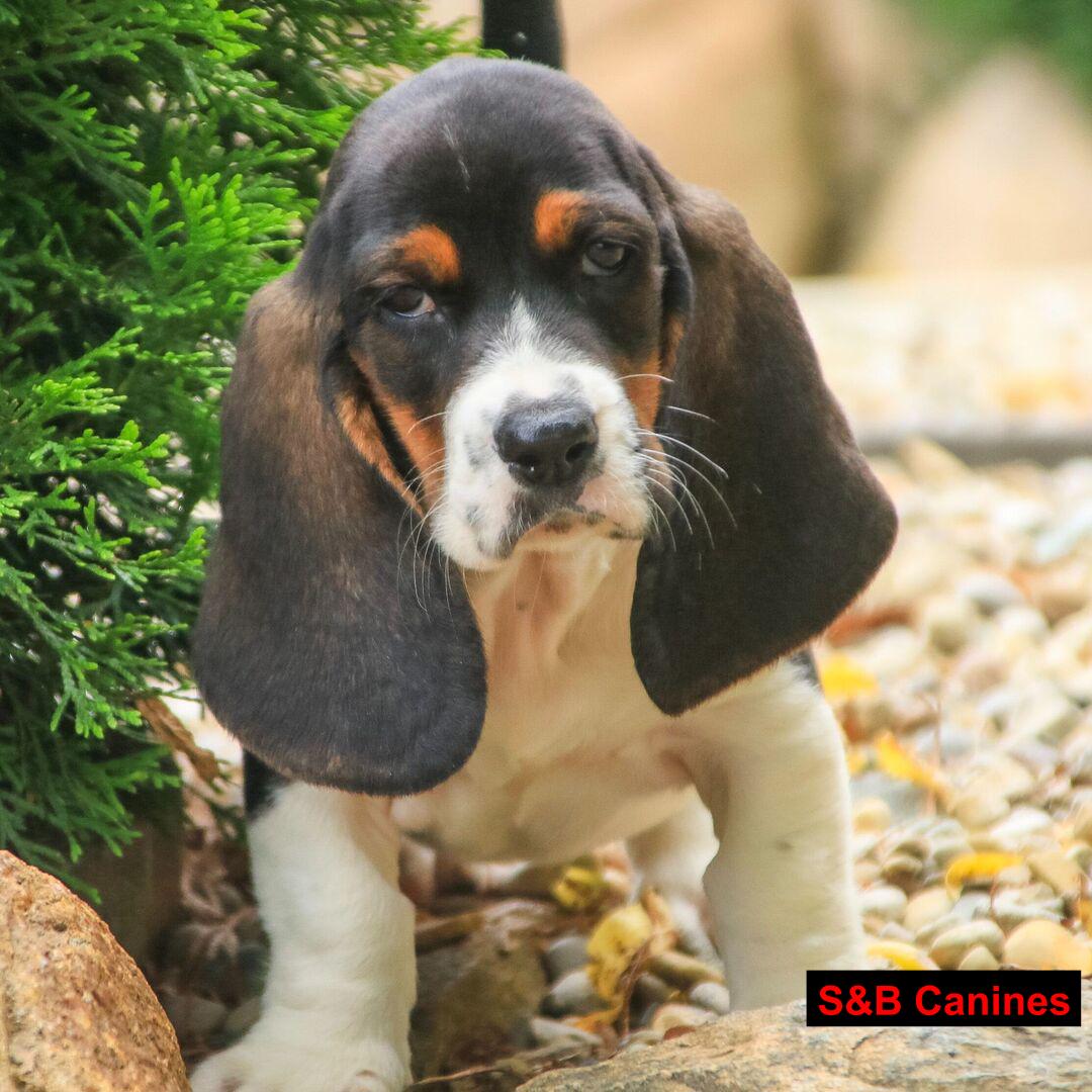 Puppy Image