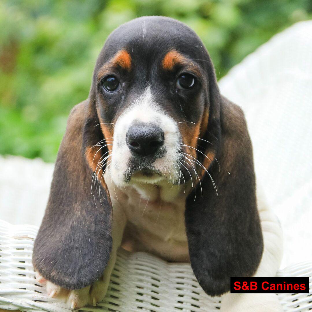 Puppy Image
