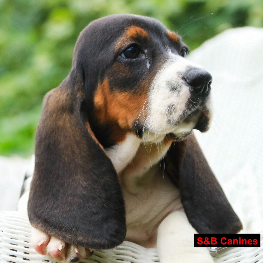 Puppy Image