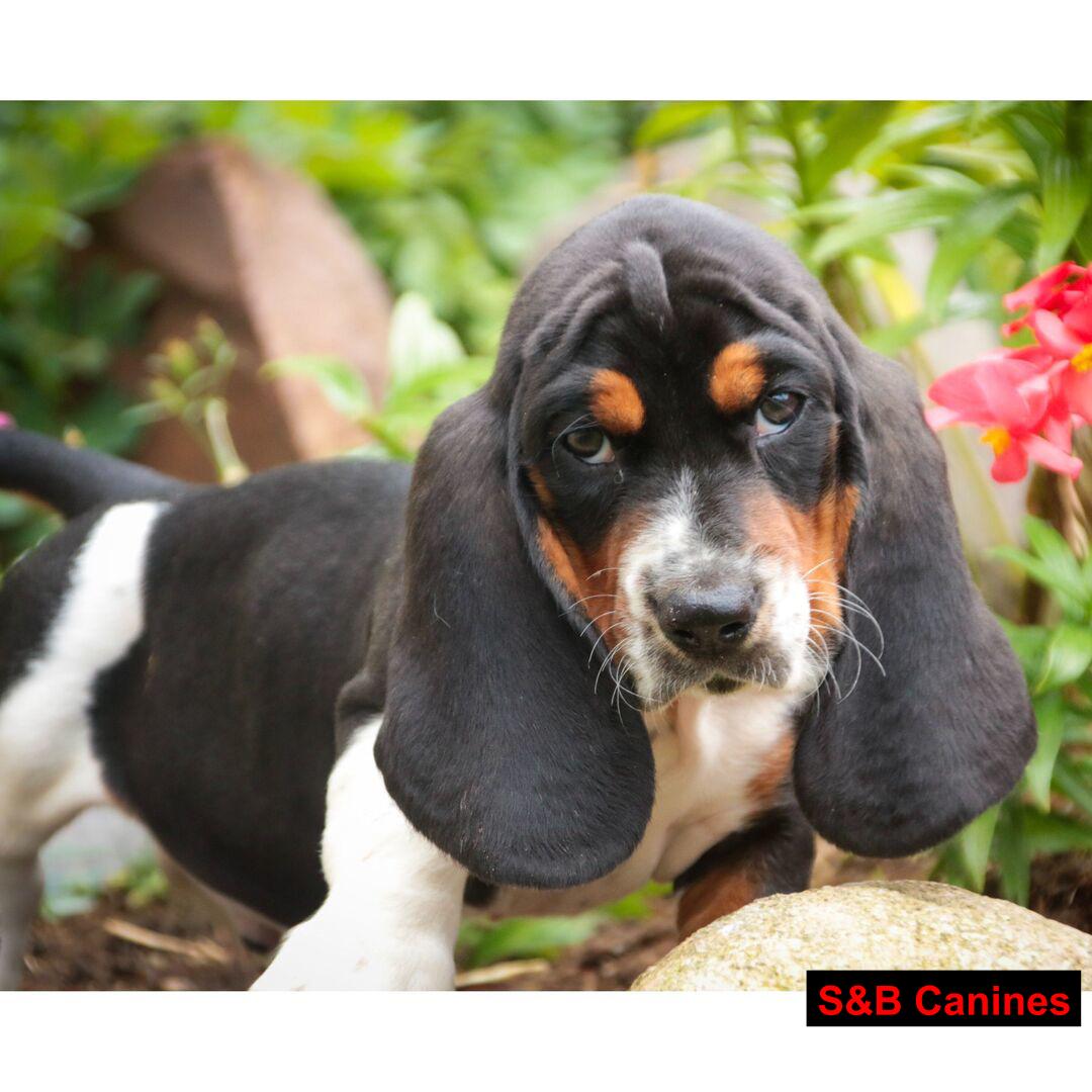 Puppy Image
