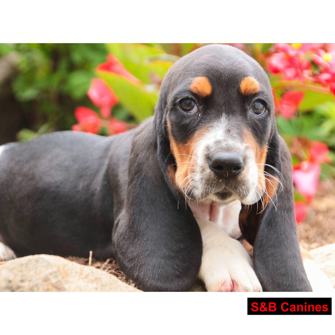 Puppy Image