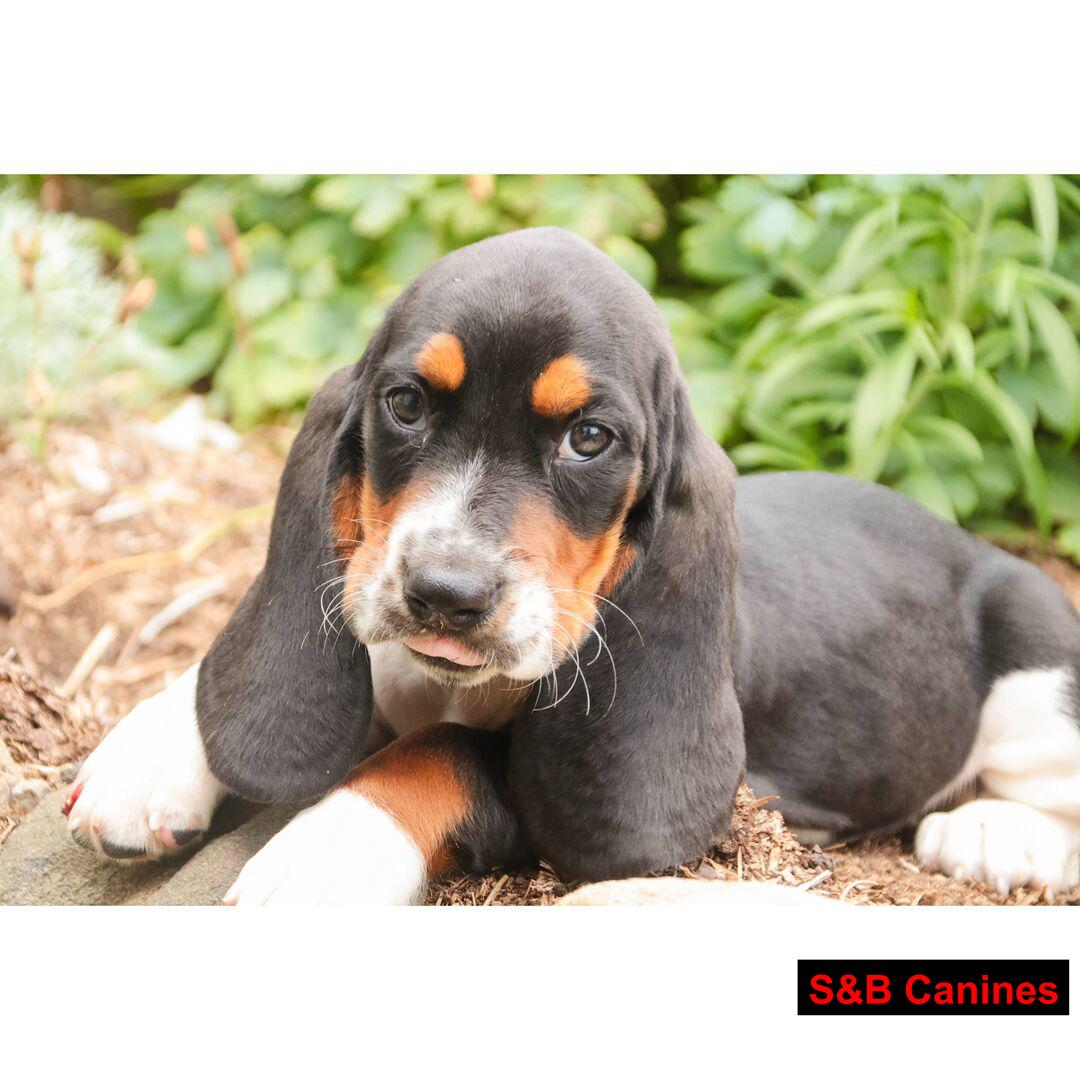 Puppy Image