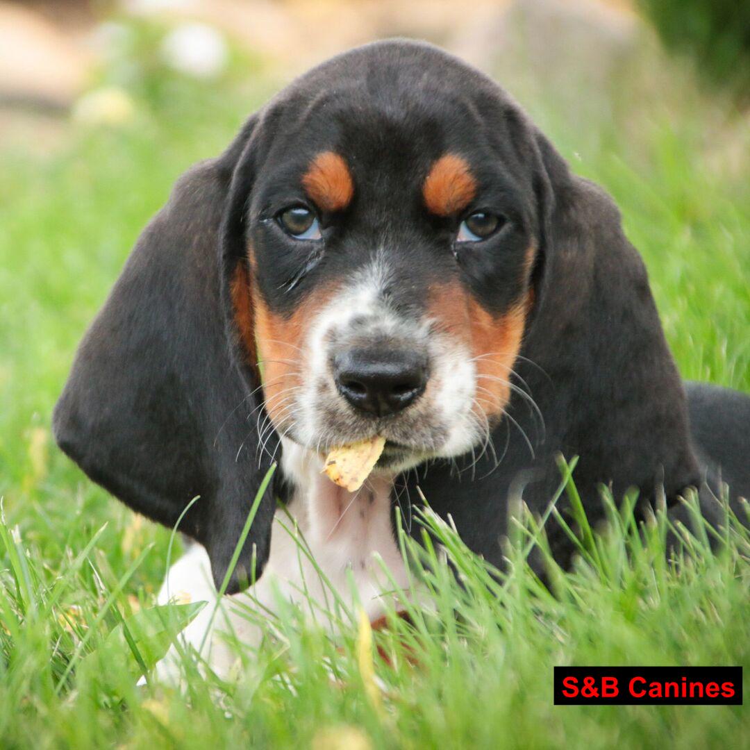 Puppy Image