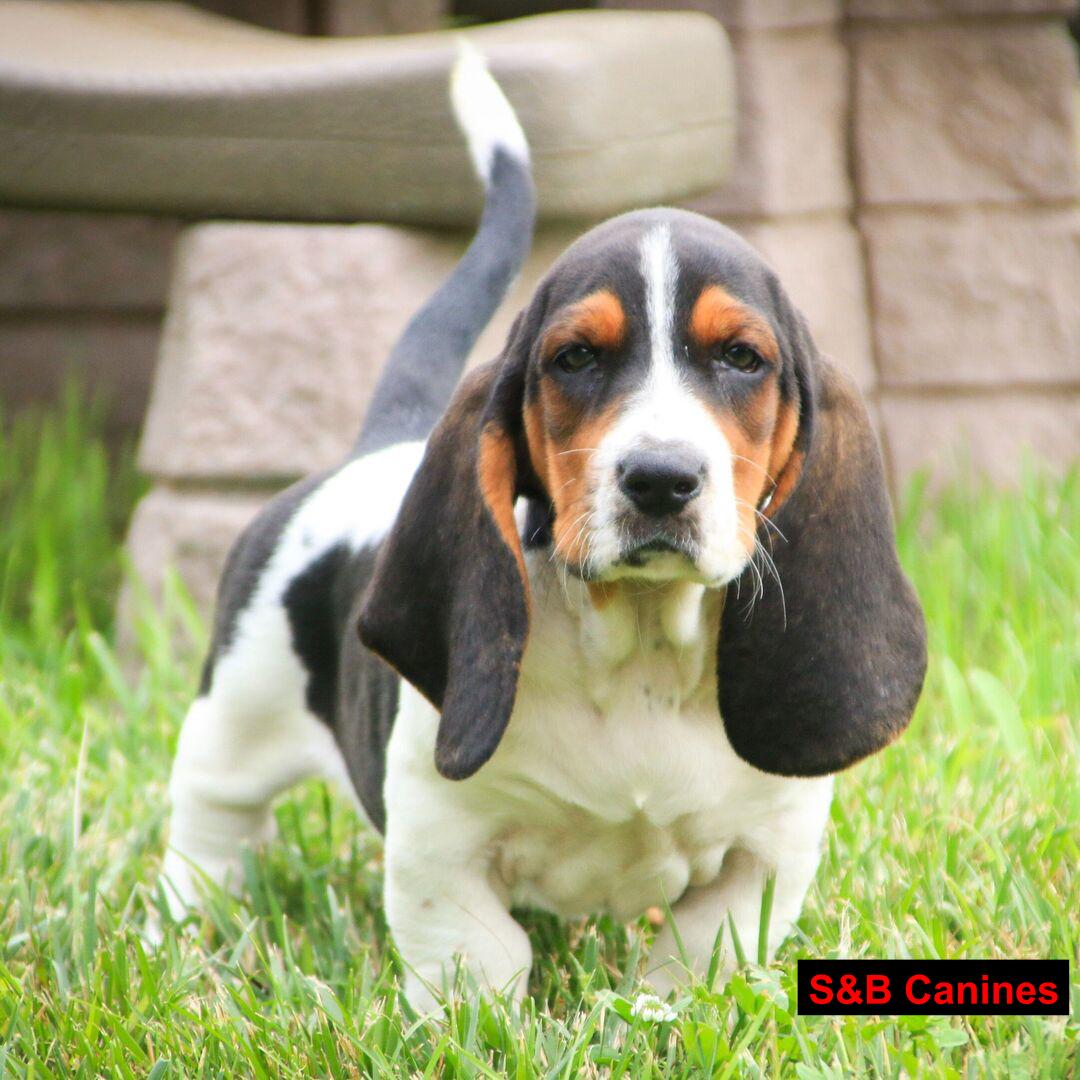 Puppy Image