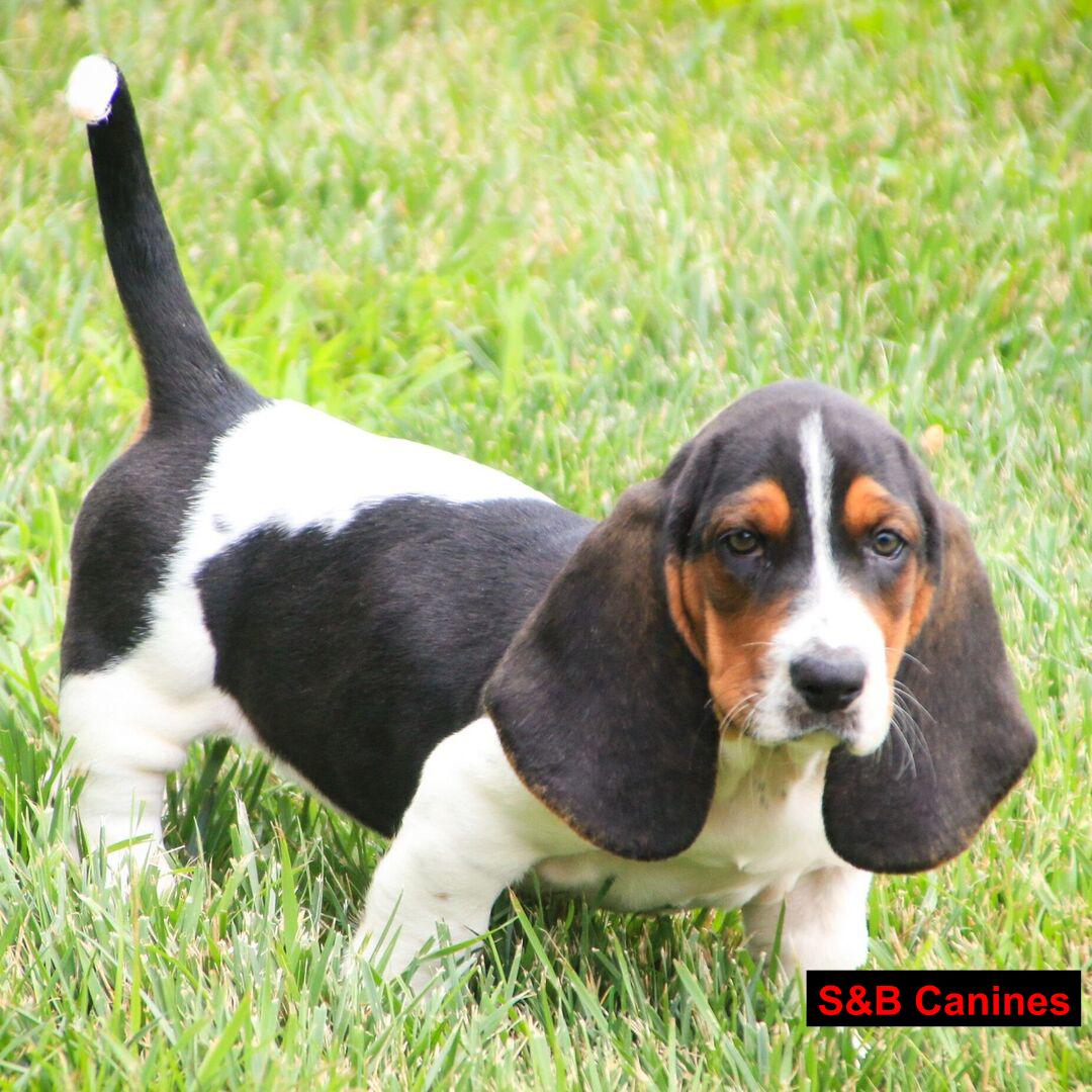 Puppy Image