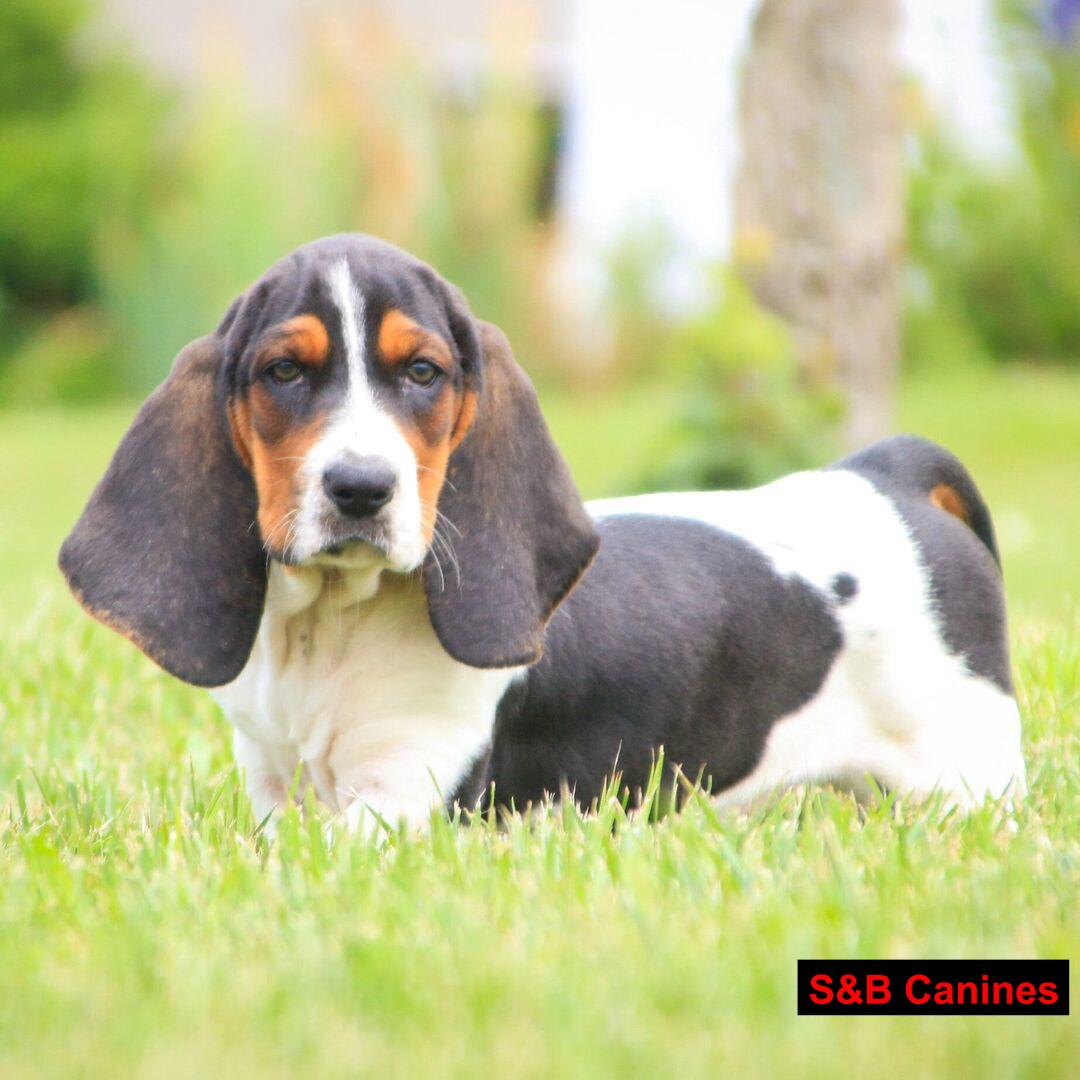 Puppy Image