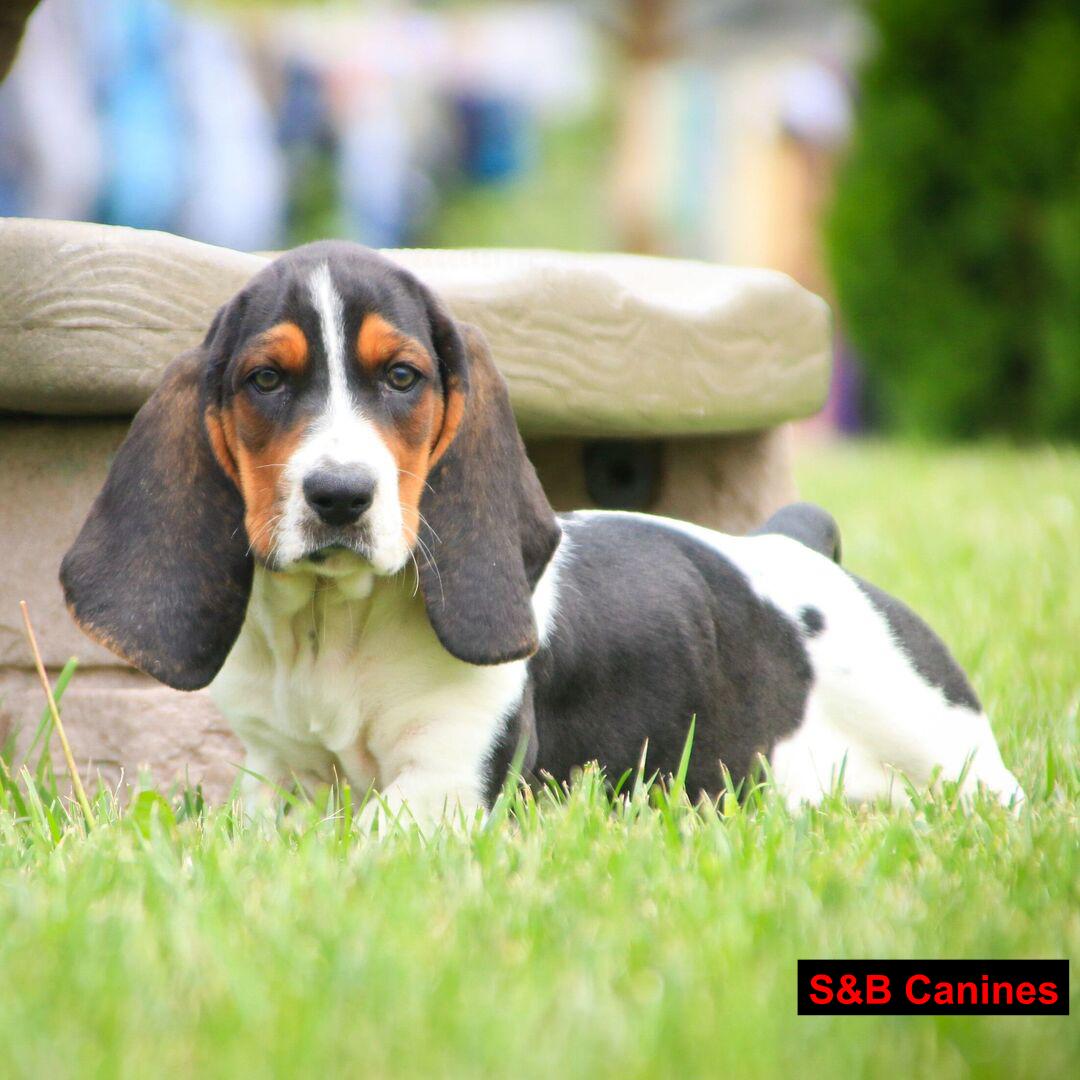 Puppy Image