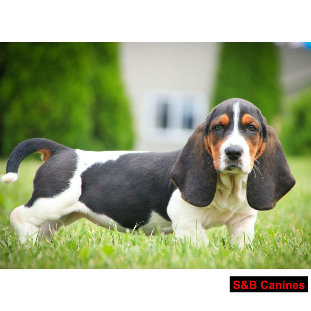 Puppy Image