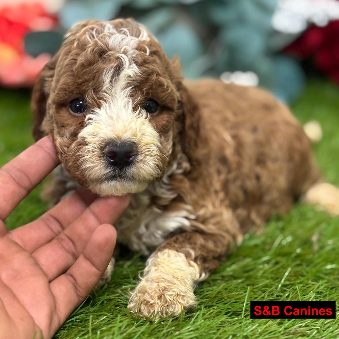 Puppy Image