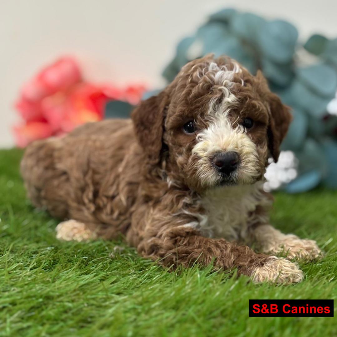 Puppy for Sale