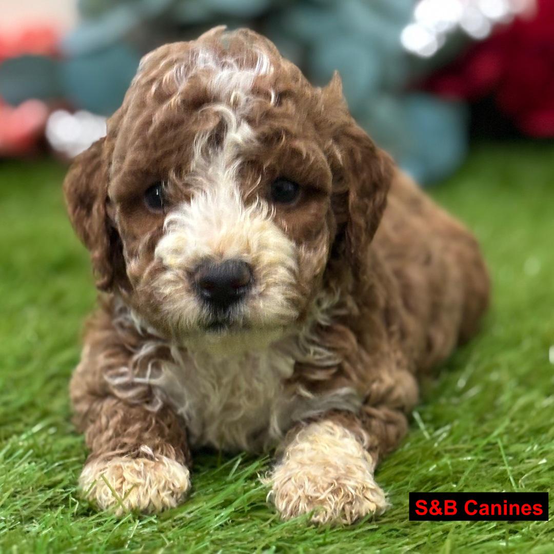 Puppy Image