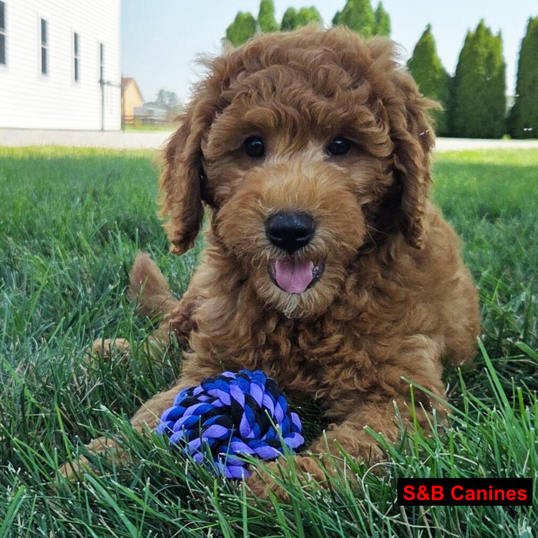 Puppy for Sale