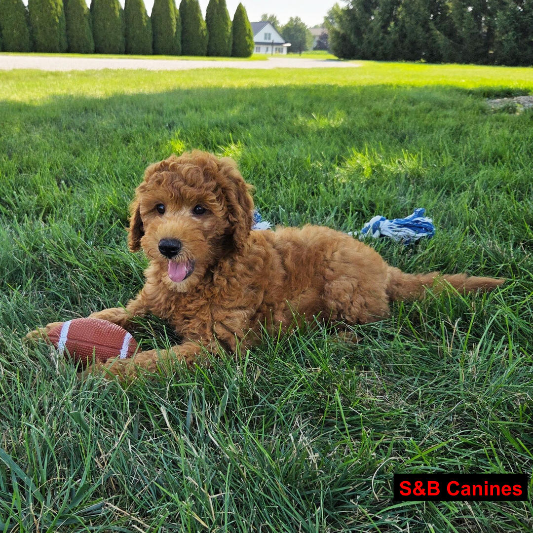 Puppy Image