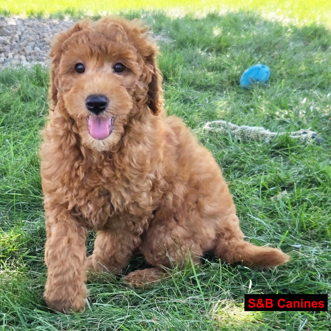 Puppy Image