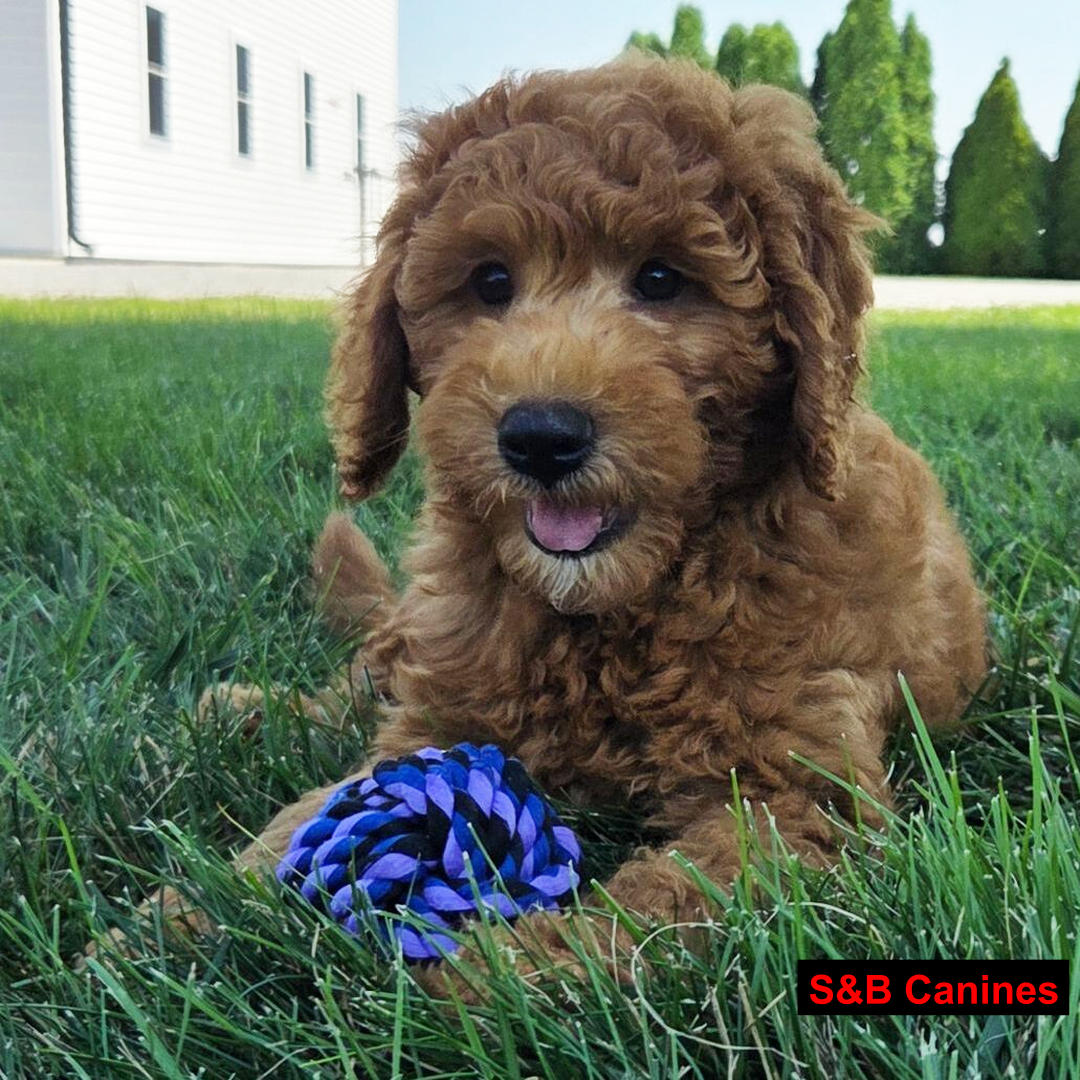 Puppy Image