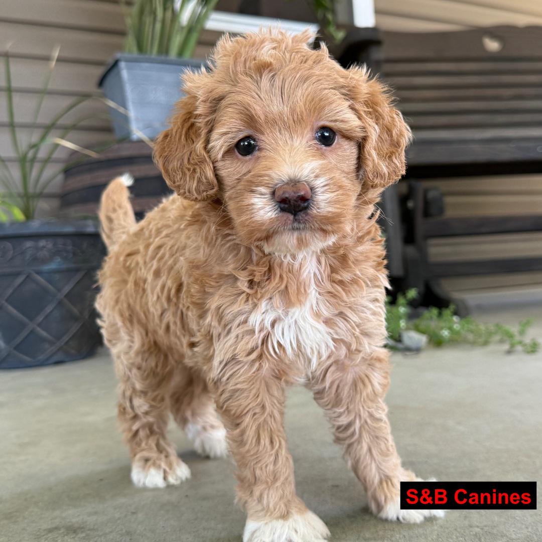 Puppy for Sale