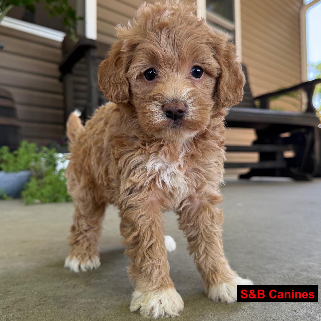 Puppy Image