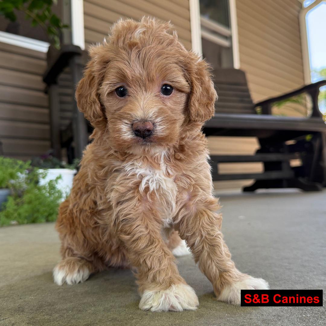 Puppy Image