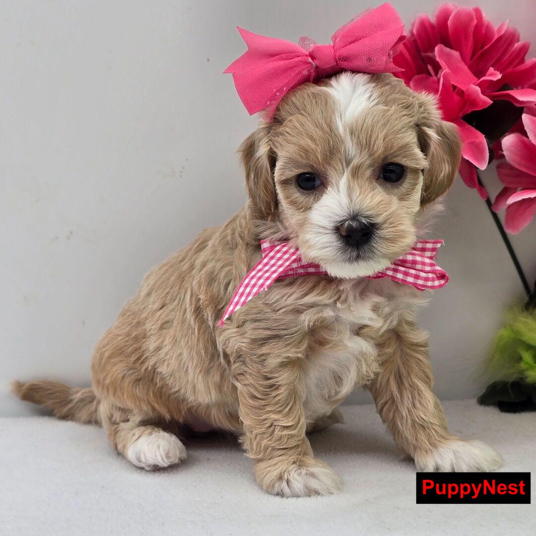 Puppy for Sale