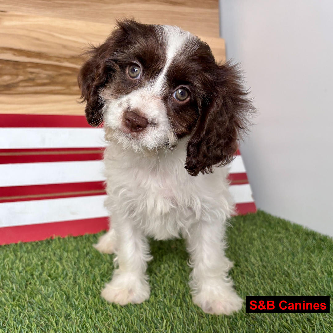 Puppy for Sale