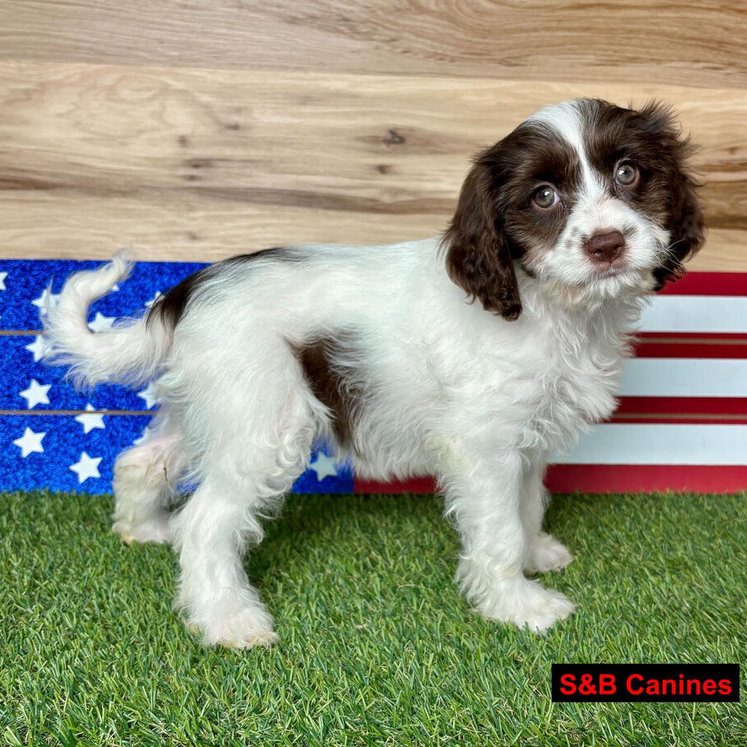 Puppy Image
