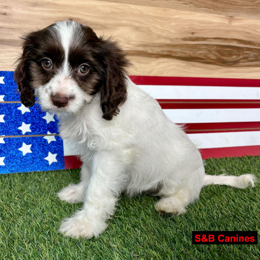 Puppy Image