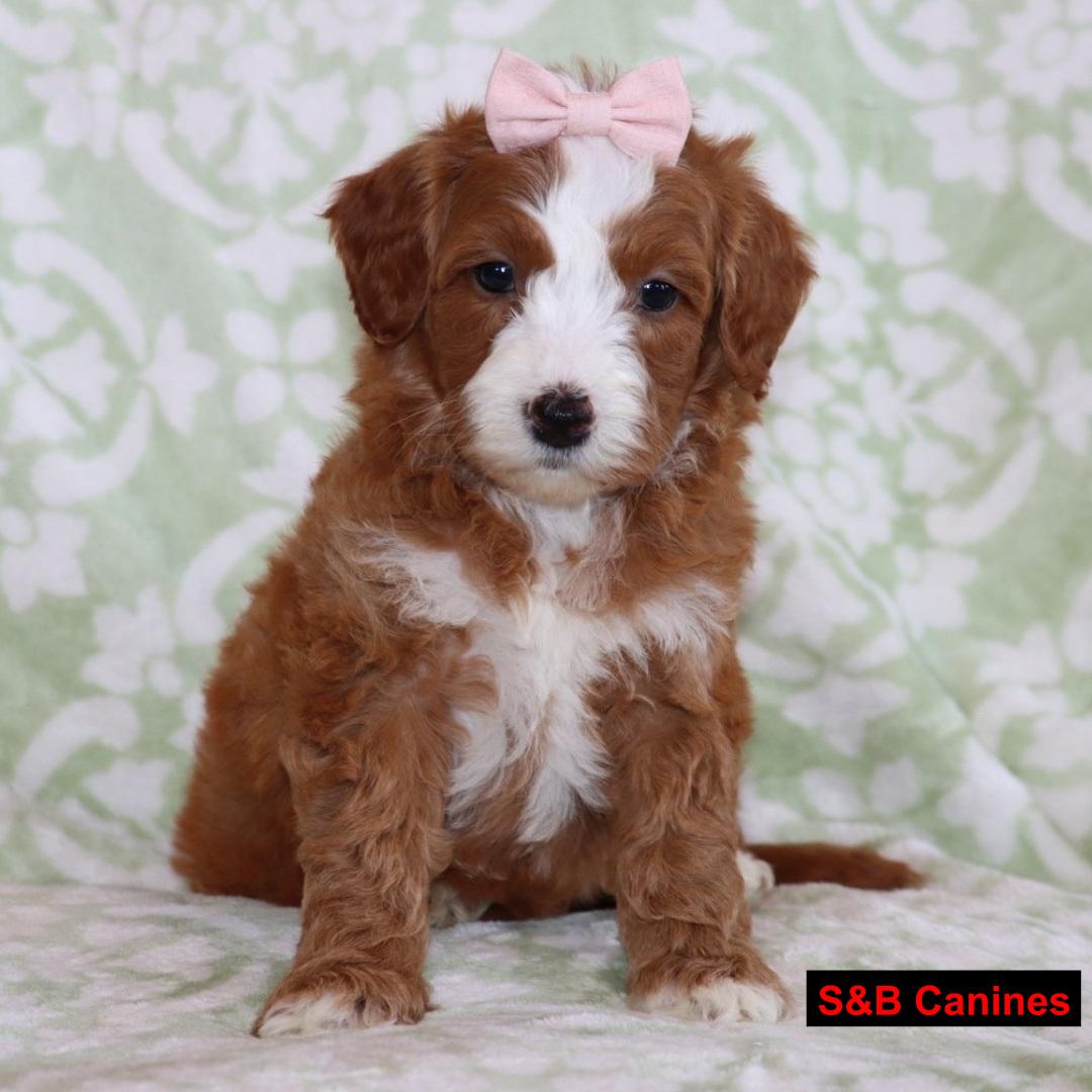 Puppy Image