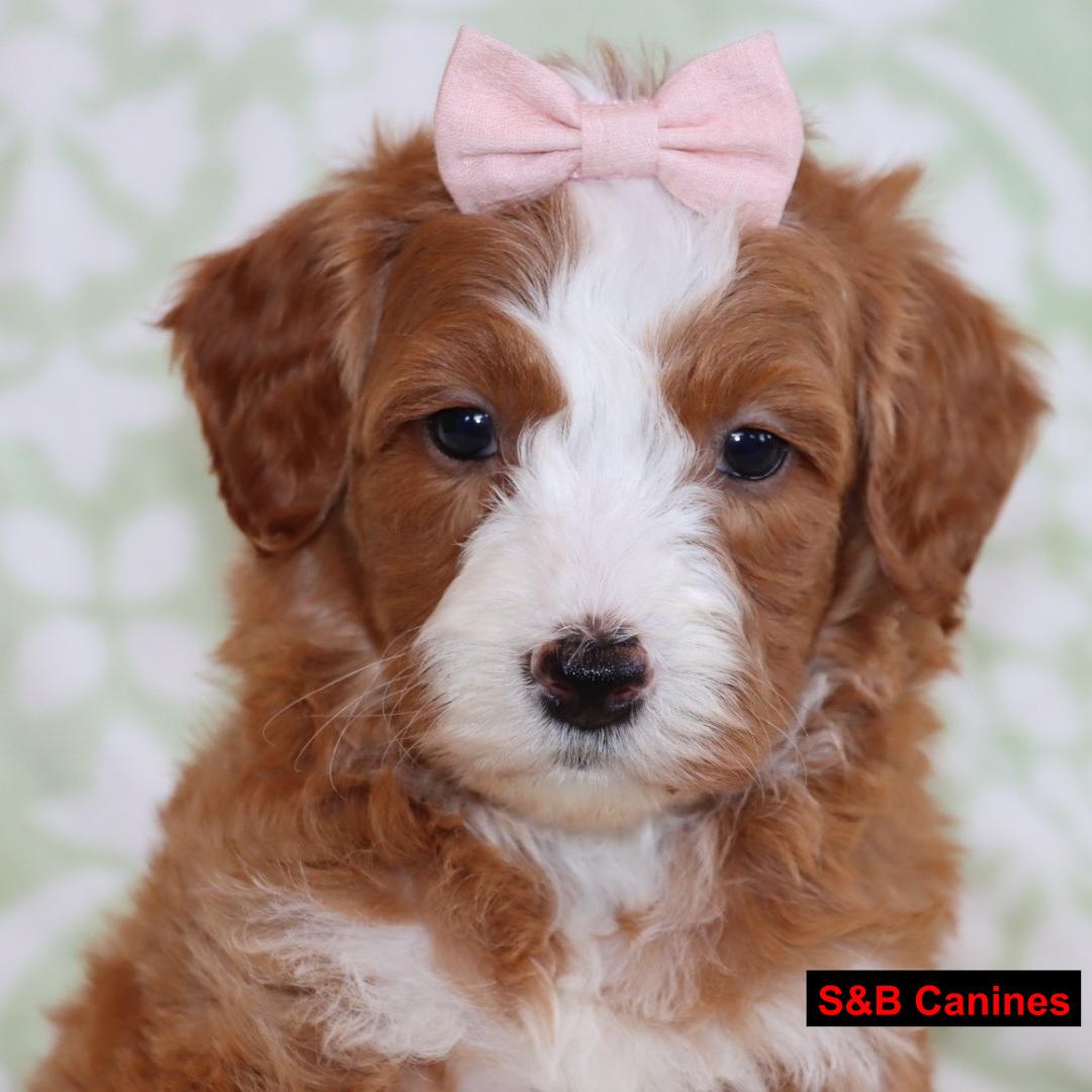 Puppy Image