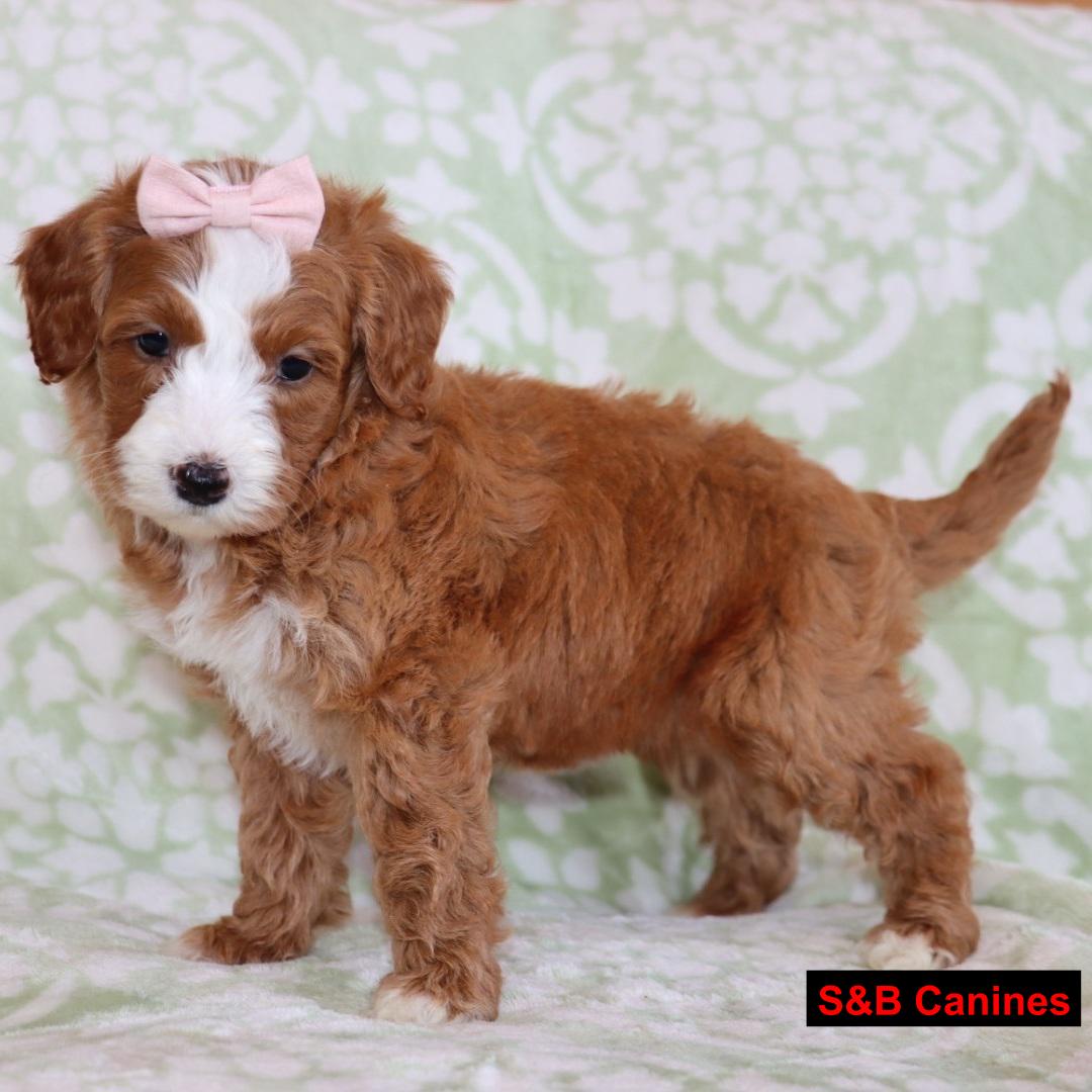 Puppy Image