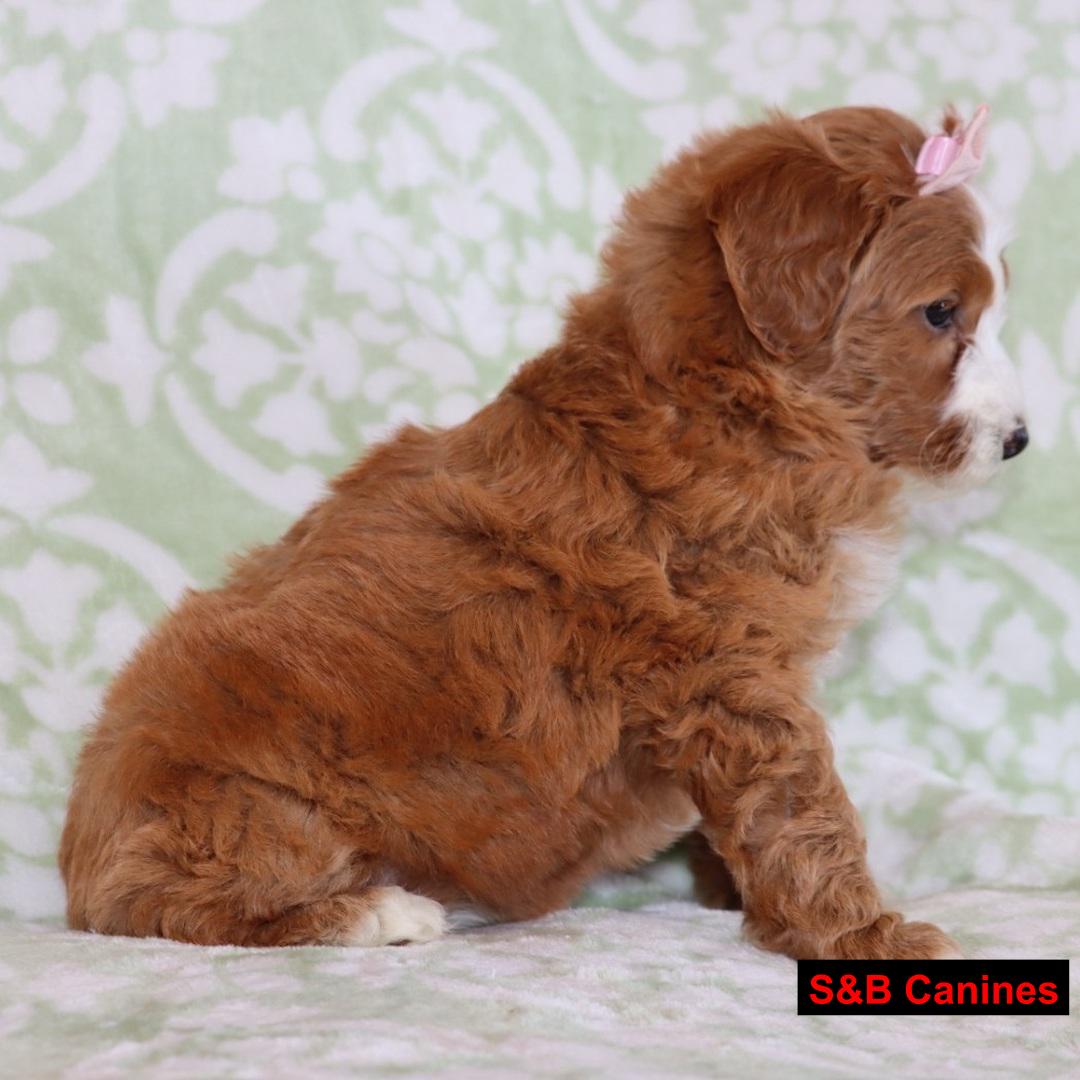 Puppy for Sale