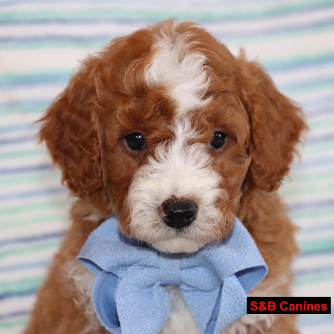 Puppy Image
