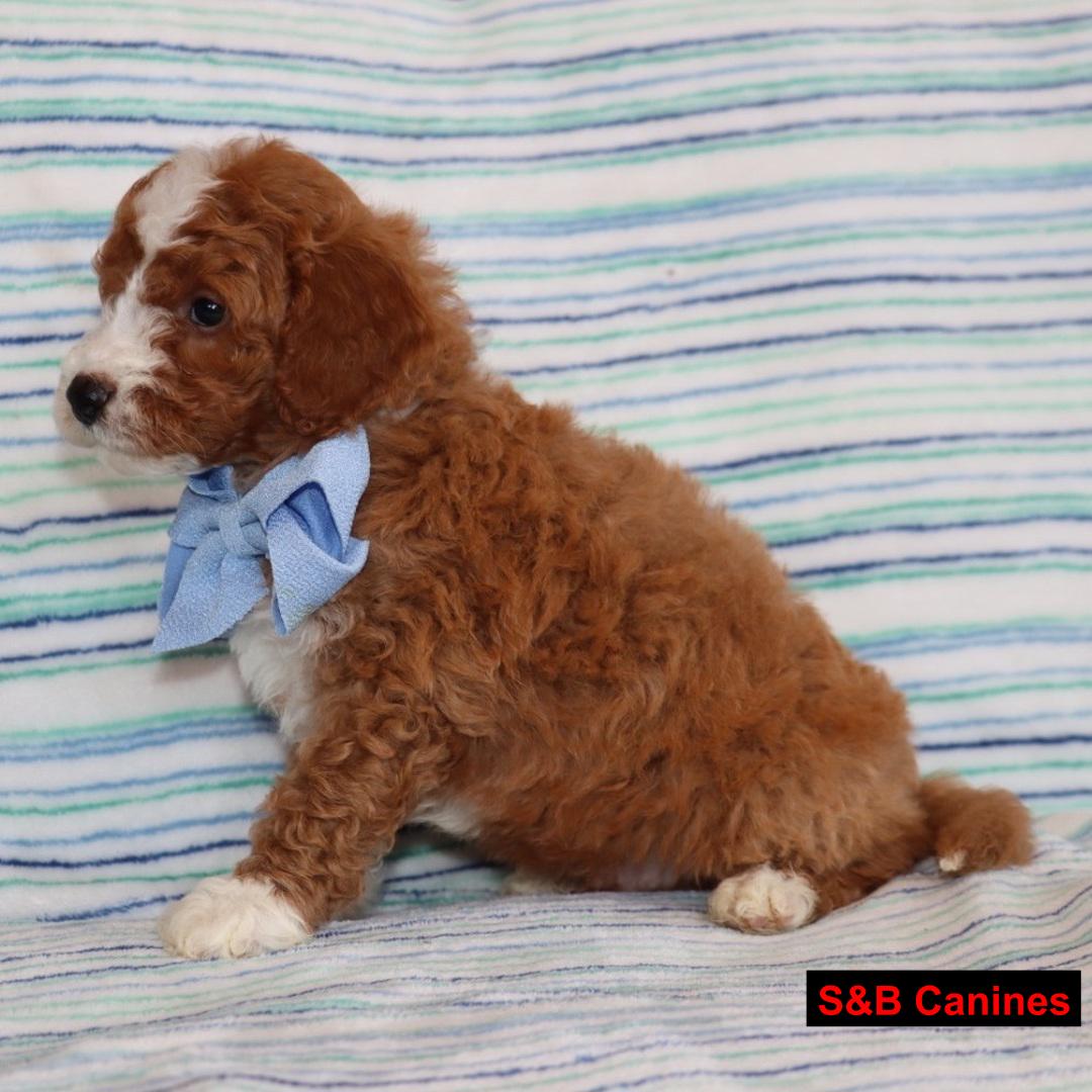 Puppy Image
