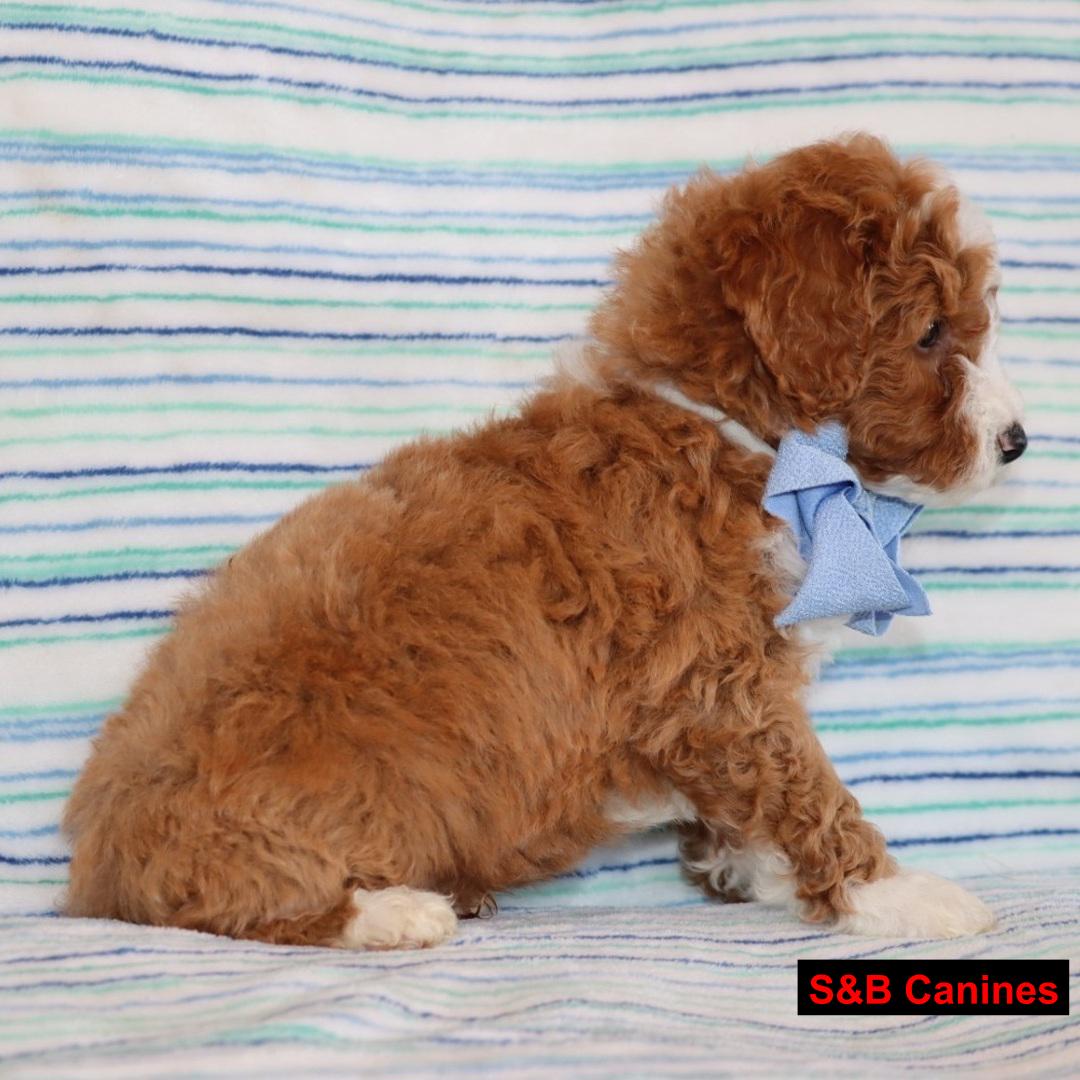 Puppy for Sale