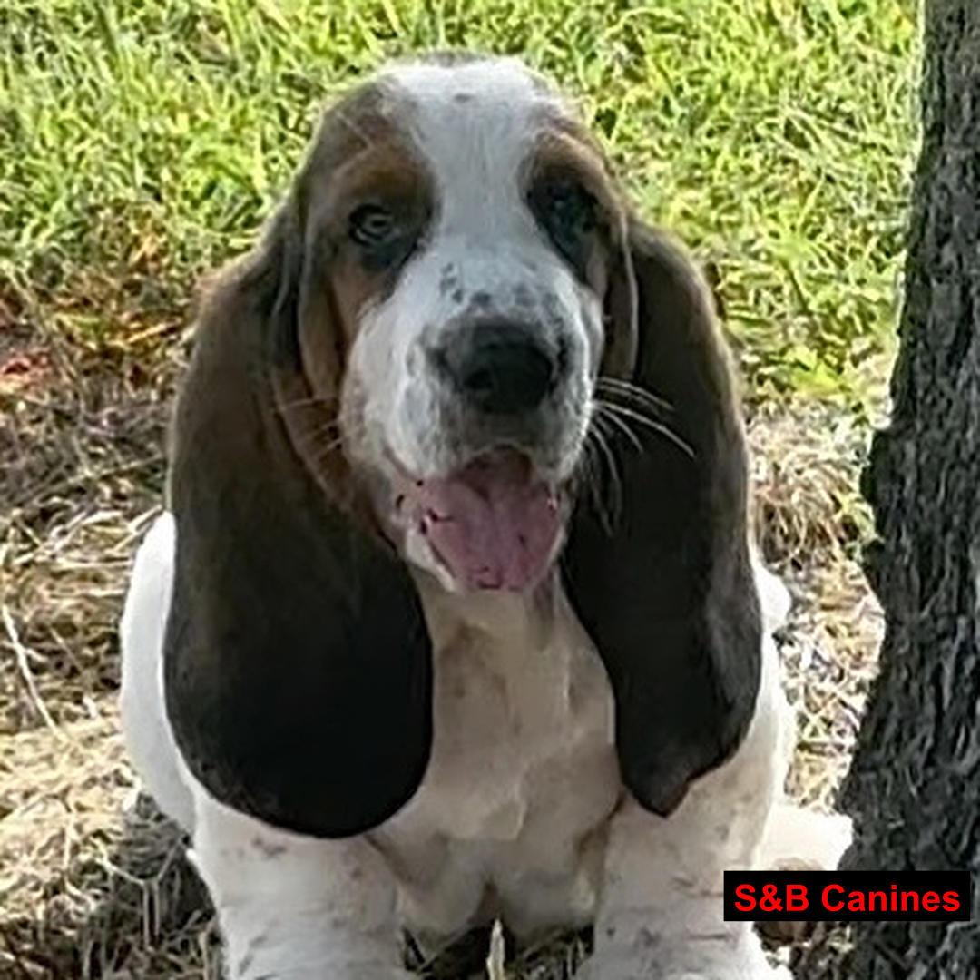 Puppy Image