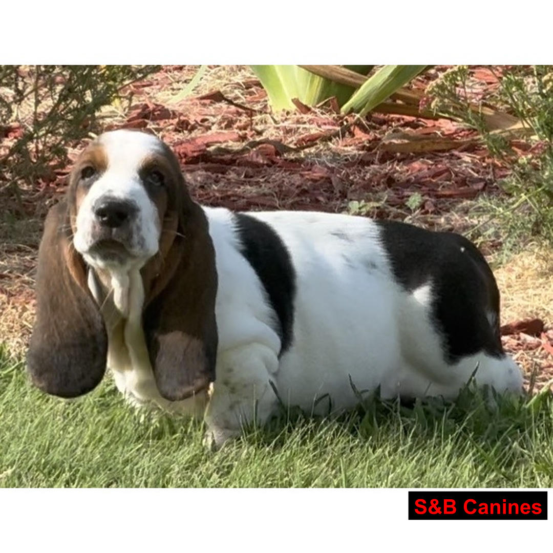 Puppy Image